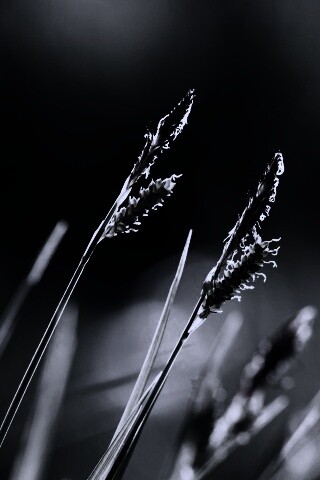 Макро фото луговой травы обои