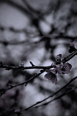 Весеннее цветение обои