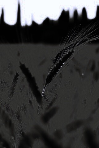 Пшеничное поле обои