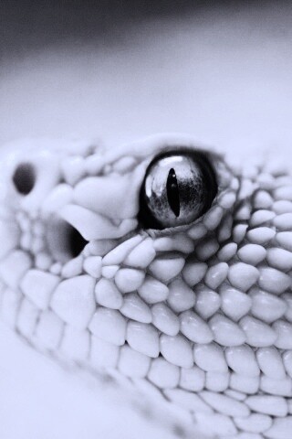 Змея альбинос обои