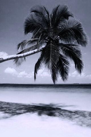 Пальма на лазурном берегу обои