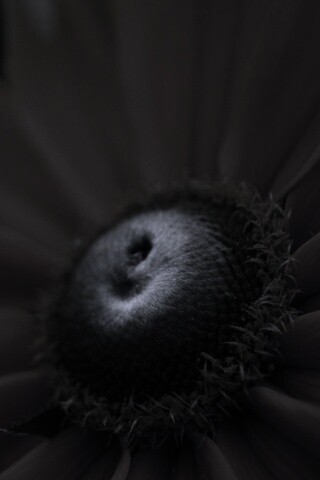 Недозрелый цветок подсолнечника обои