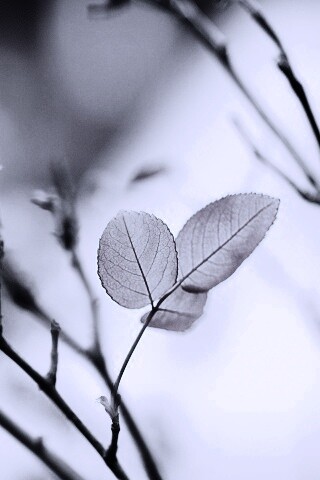 Красные листики обои