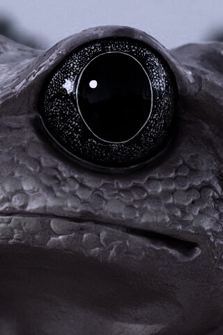 Красная лягушка обои