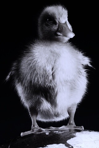 Утёнок на глобусе обои