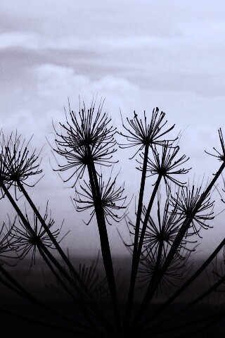 Зонтичное соцветие обои