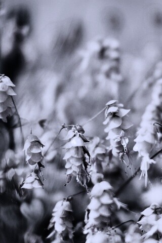 Висящие цветочки обои