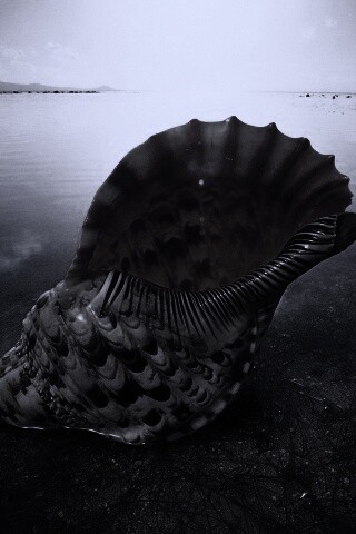 Морская раковина обои