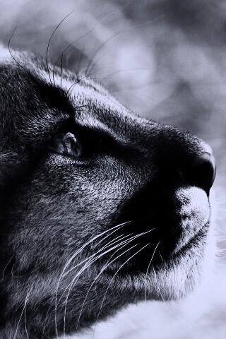 Оцелот смотрит вдаль обои