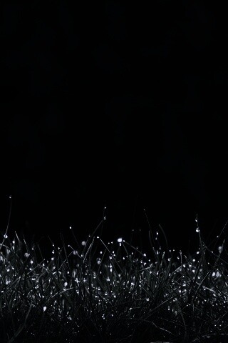 Трава после дождя обои