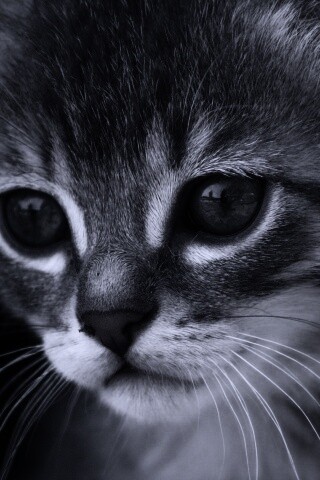 Мордочка котёнка обои