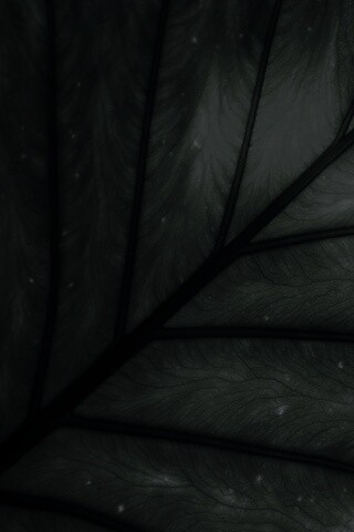 Макро фото листа обои