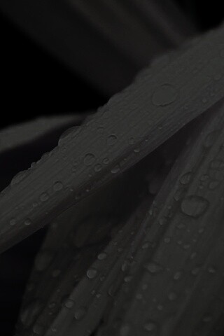 Капли на желтом лепестке обои