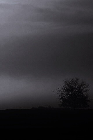 Убранное поле обои