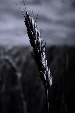 Колосок обои