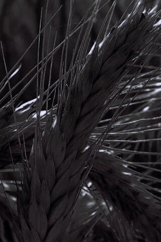 Зреющий колос обои