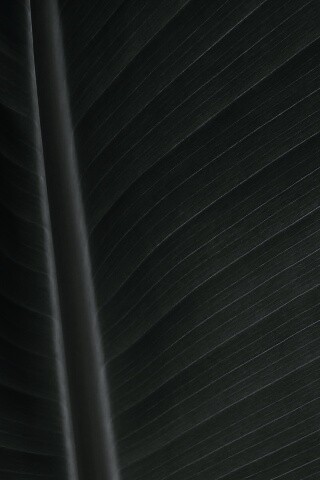 Желтый черенок листа обои