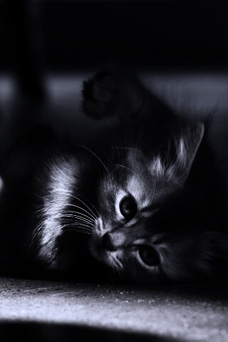 Котенок играет под стулом обои