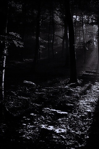 Лес в золотом сиянии обои