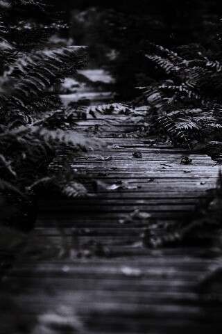 Деревянная дорожка обои