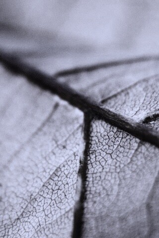 Желтый лист обои