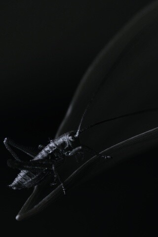 Кузнечик на листике обои