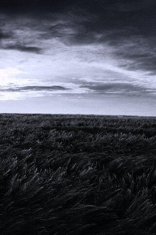 Море трав обои