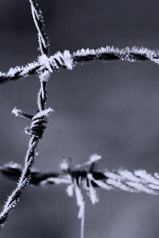 Замерзшая колючая проволока обои