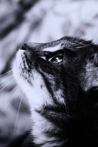 Котик смотрит верх обои