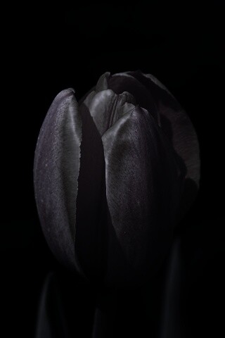 Распускающийся тюльпан обои