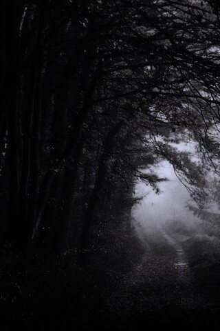 Дорожка заваленная листьями обои