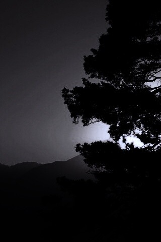 Силуэт дерева на закате обои