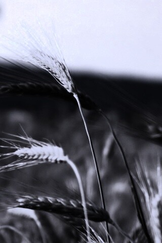 Колоски на ветру обои