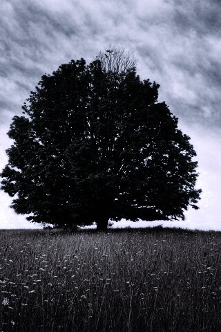 Зеленое дерево в желтом поле обои