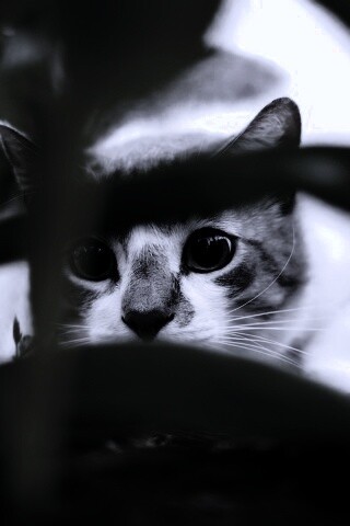 Кот в засаде обои