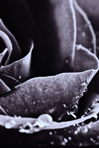 Капли на бутоне розы обои