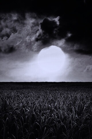 Закат над пшеничным полем обои