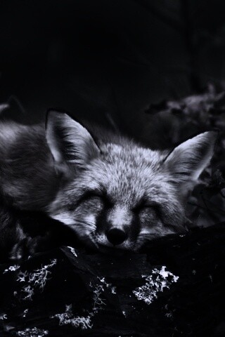 Спящая лиса обои