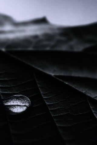 Капля на листе обои