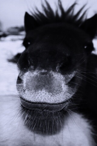 Морда пони обои