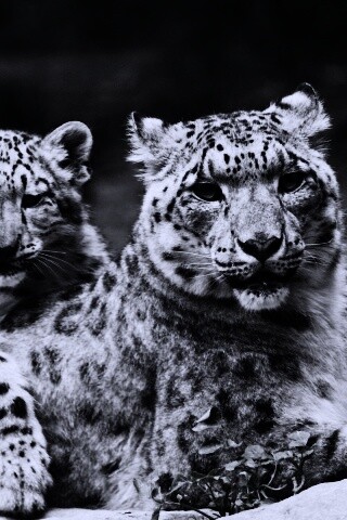 Самка снежного барса с котенком обои