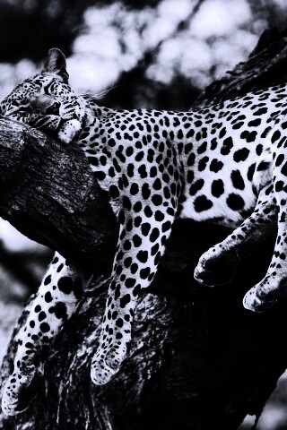 Спящий гепард обои