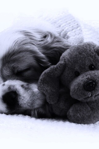 Собака спит с игрушкой обои