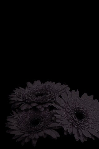 Красные герберы обои