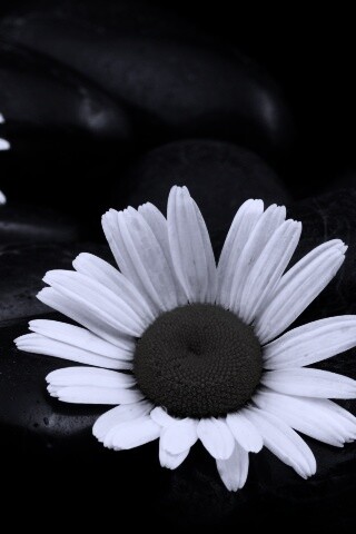 Ромашка среди гальки обои