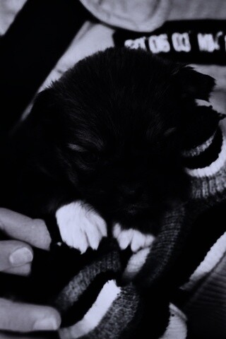 Два коричневых щенка обои