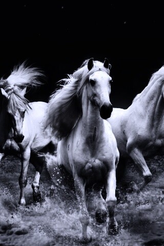 Тройка конец в море обои