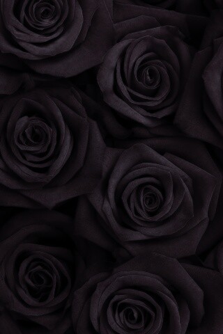 Букет красных роз обои