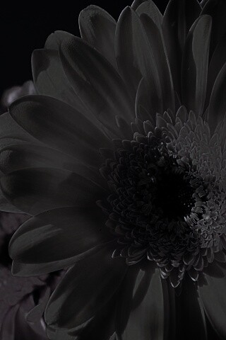 Желтый гербер обои