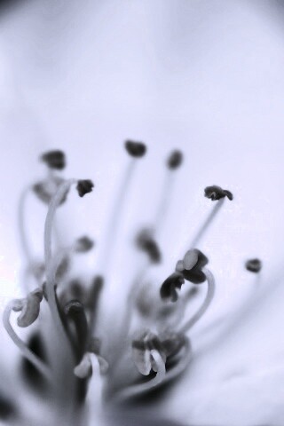 Желтые тычинки обои